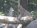Zoo Cottbus 099